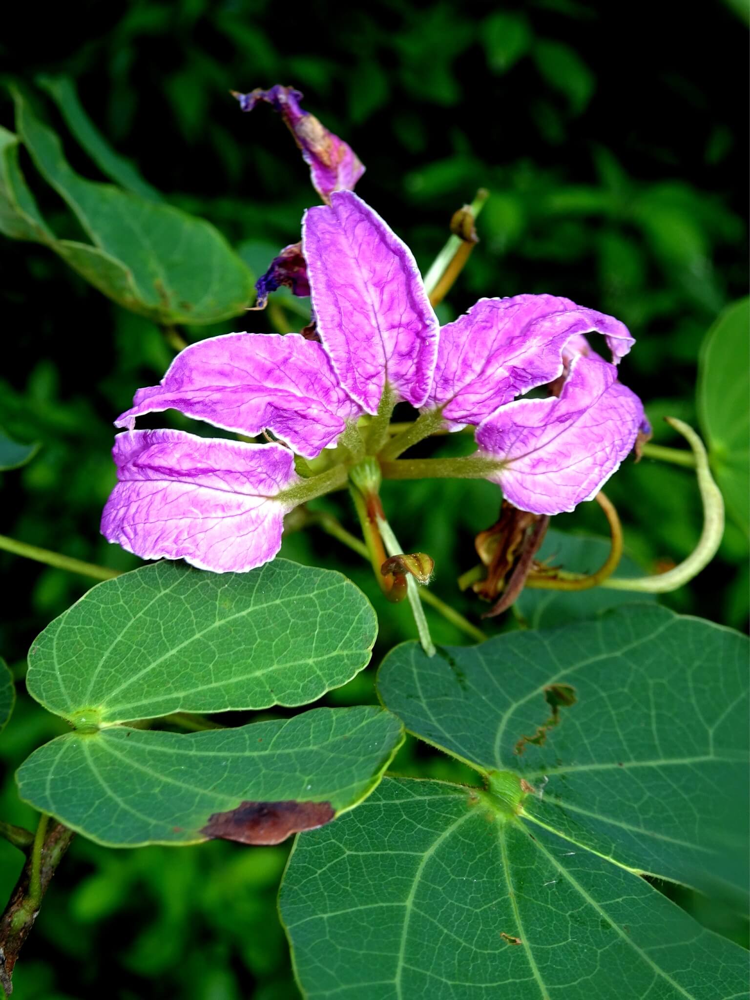 Bauhinia macranthera